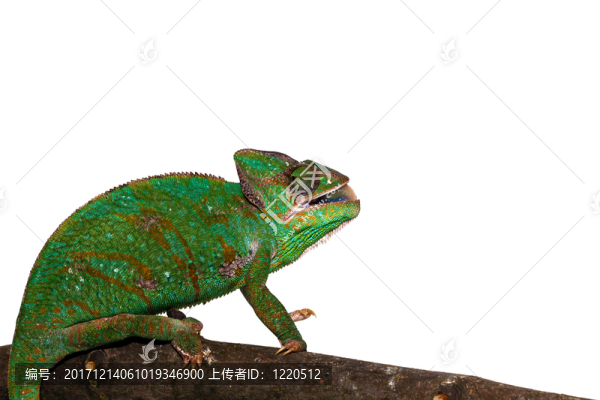 變色蜥蜴