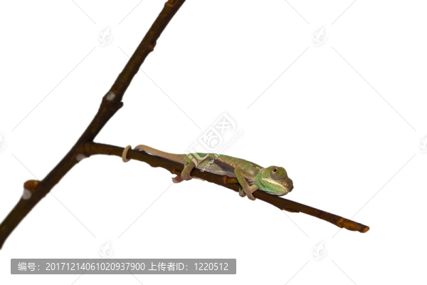 變色蜥蜴