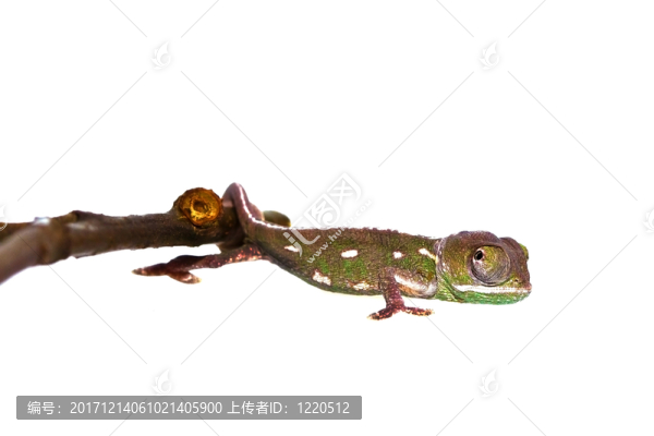 變色蜥蜴