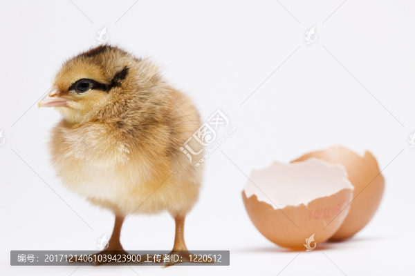 動物