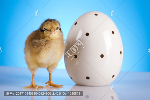 動物
