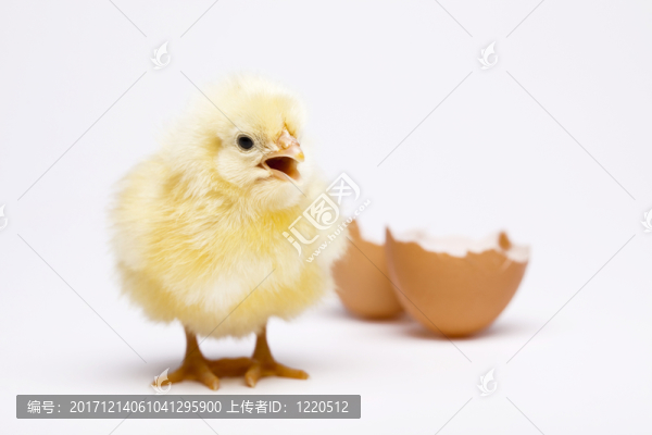 動(dòng)物