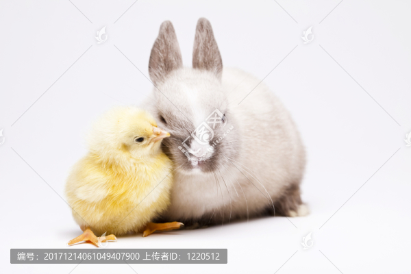 動(dòng)物