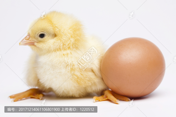 動物