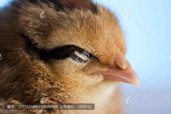 動(dòng)物