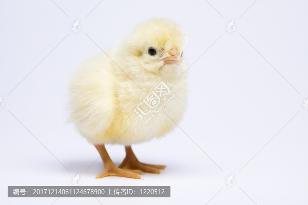 動(dòng)物
