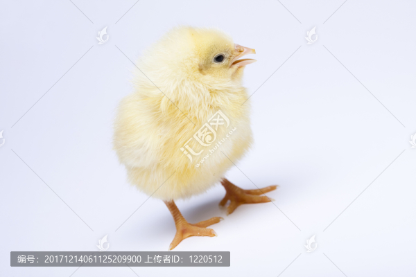 動(dòng)物