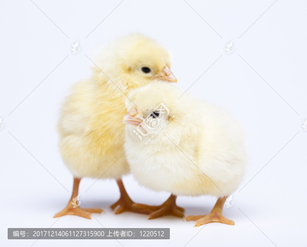 動物