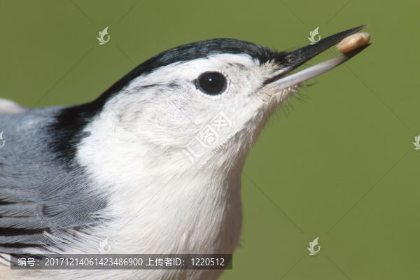 鳥