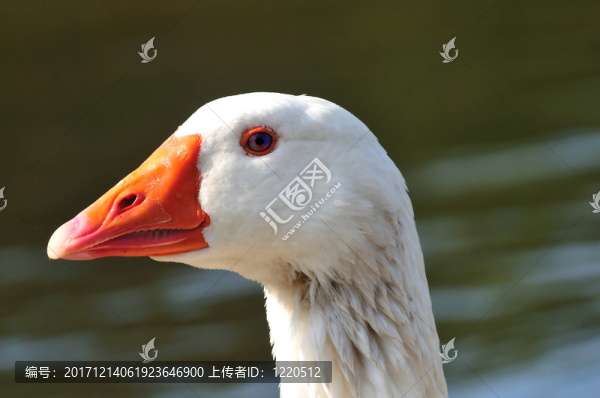 動物