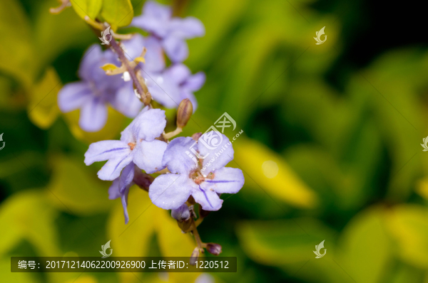 藍色