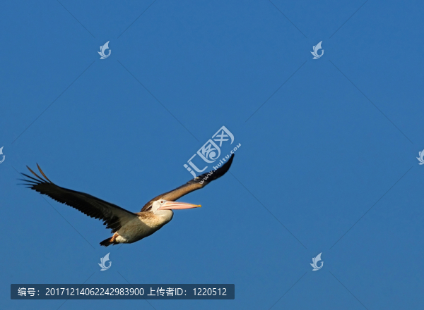 旅行