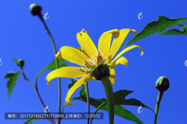 美麗的