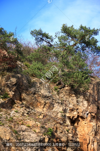 山峰上的山脈植被