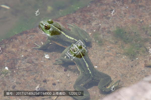 食物