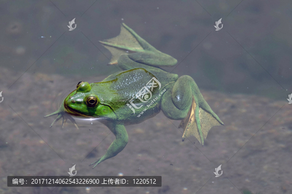 葉子