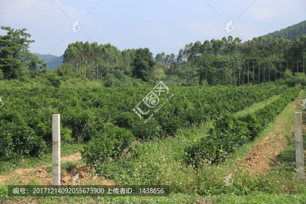 茶園