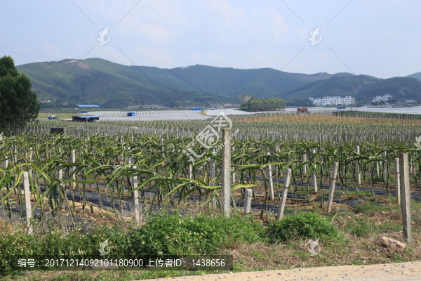 火龍果樹(shù)