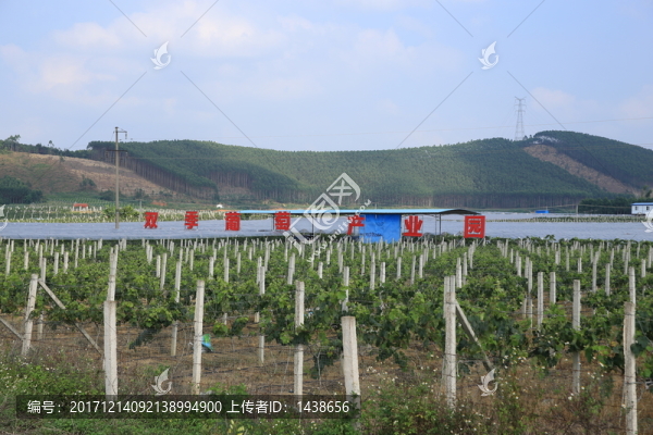 火龍果園