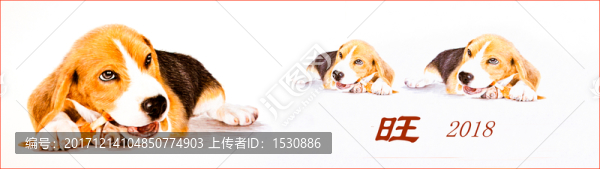 比格犬,狗年賀卡