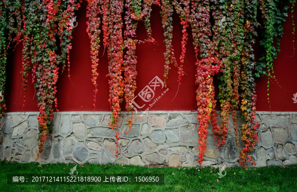 爬山虎