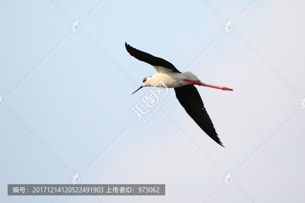 天空,黑翅長腳鷸