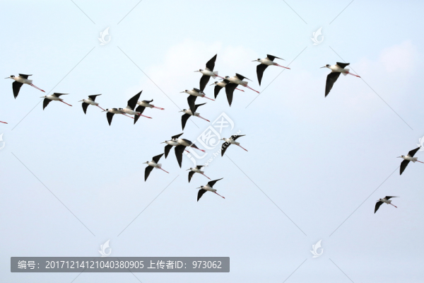 一群飛翔的黑翅長腳鷸