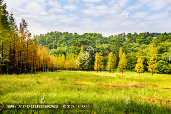 陽光草地秋林