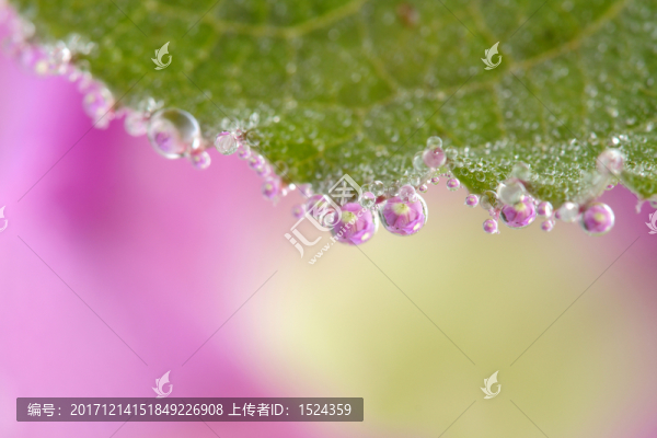 花露