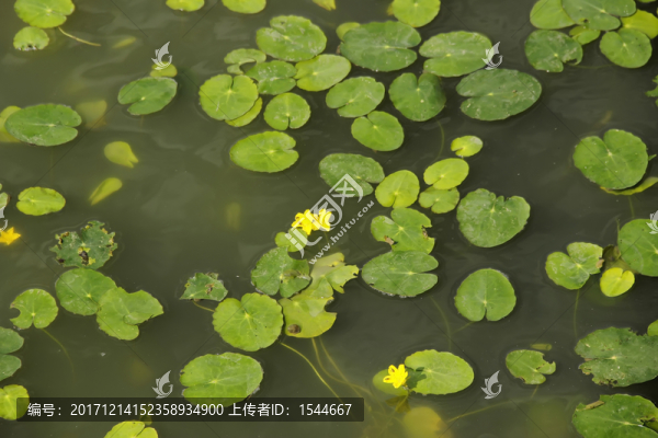 荇菜