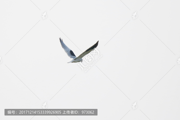 定點飛翔,黑翅鳶