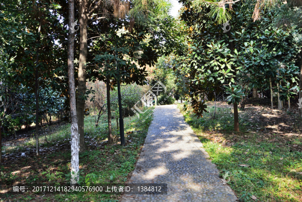 公園,公園小道