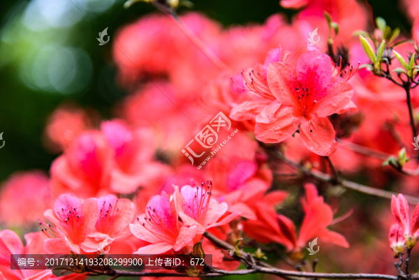紅杜鵑