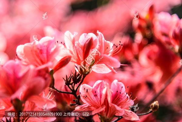 紅杜鵑
