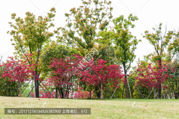 情侶園園林景觀