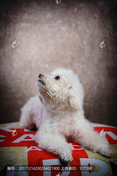 貴賓犬