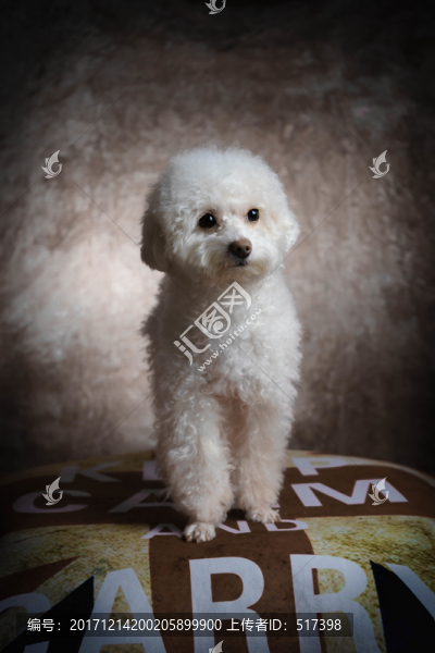貴賓犬