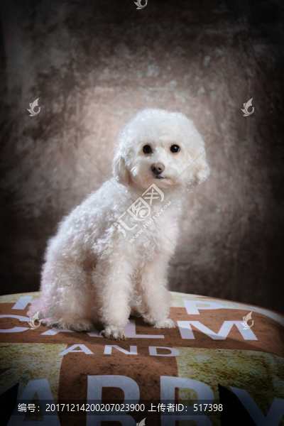 貴賓犬
