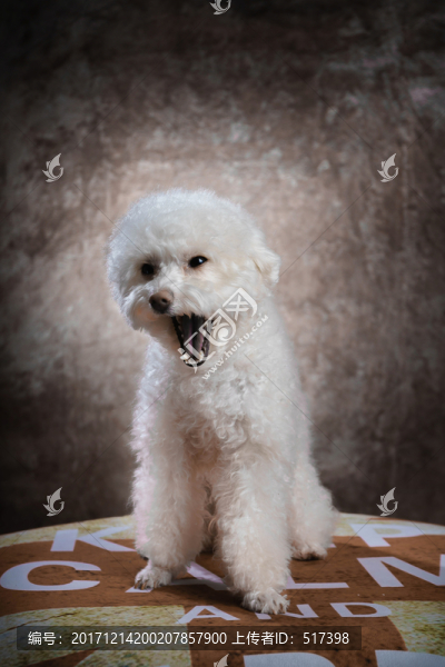 貴賓犬