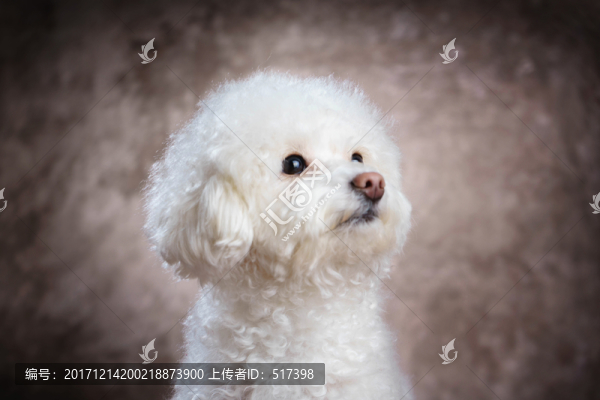 貴賓犬