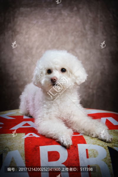 貴賓犬