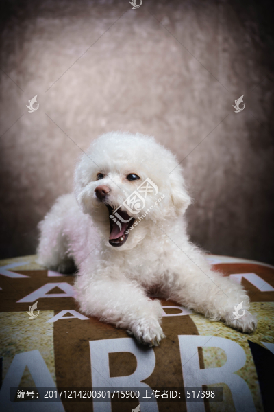 貴賓犬