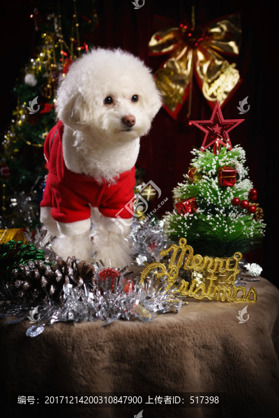 貴賓犬圣誕