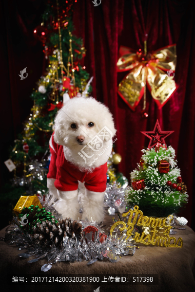 貴賓犬圣誕