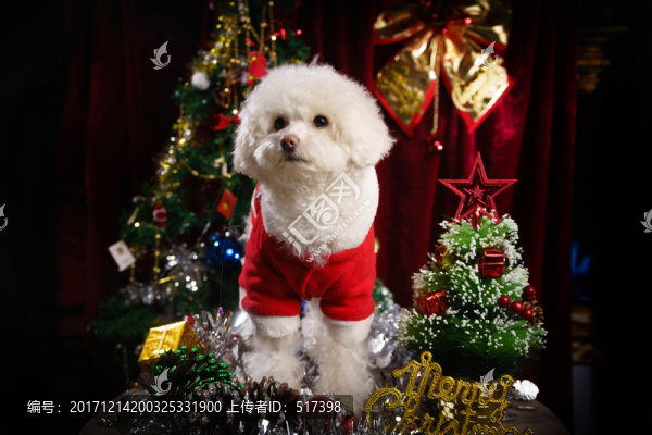貴賓犬圣誕