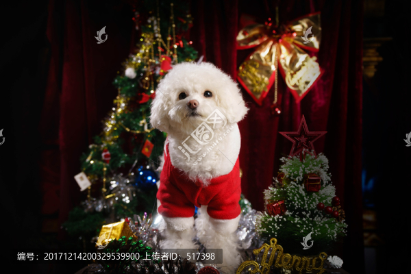 貴賓犬圣誕