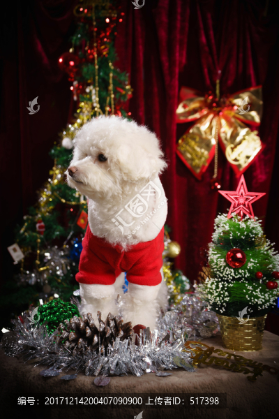 貴賓犬圣誕