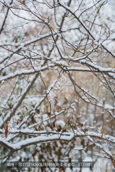 樹上的雪