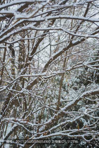 樹上的雪
