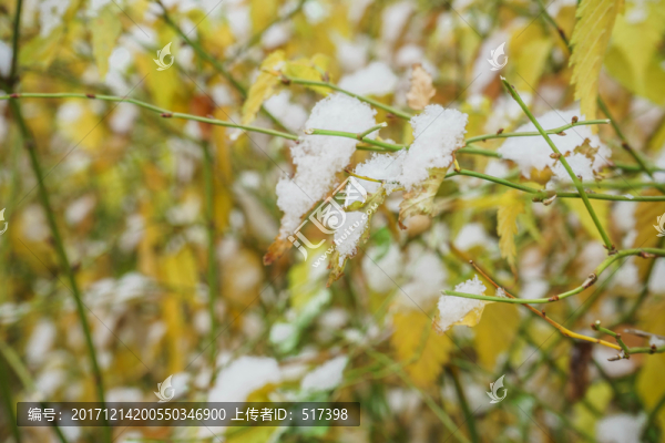 樹葉落雪